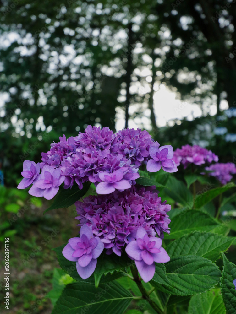 Fototapeta premium 日本の6月に咲く紫陽花の花