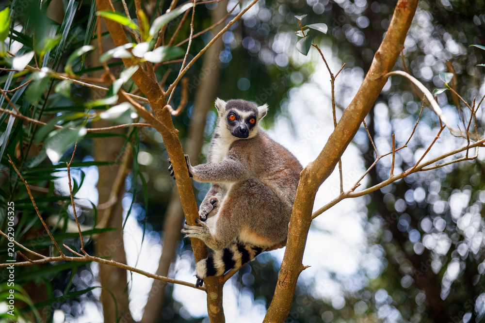 Fototapeta premium Ring-tailed lemur sitting in a tree