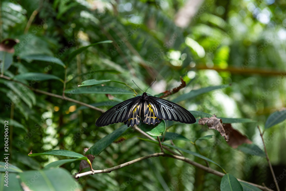 Obraz premium Black butterfly on green foliage.