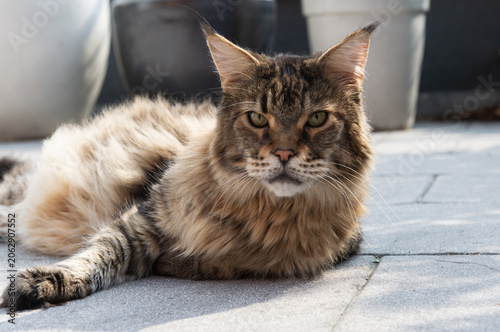 Senior Maine Coon Katze zuhause auf der Terrasse