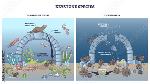 Fotografi Keystone species outline shows a sea otter controlling urchins to protect kelp,