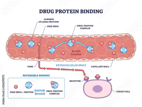 Fotografía Drug protein binding brief shows free drug binding albumin in plasma, crossing capillary wall to a cell receptor, transparent background