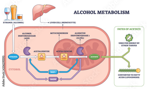 Obraz na plátne Alcohol metabolism brief pathway shows ethanol converted to acetaldehyde and ace