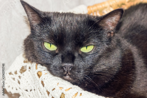 Close-up portrait of a black cat with green eyes.