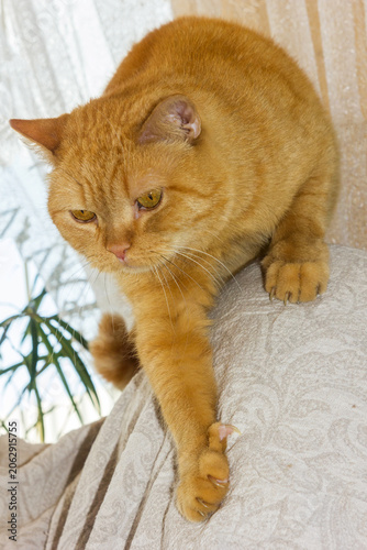 Ginger cat climbing down the sofa at home.
