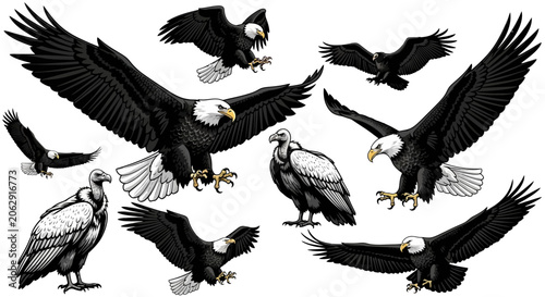 Bild auf Leinwand Majestic Eagles and Vultures Flying with Spread Wings in Diverse Poses