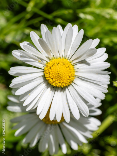 One white daisy flower isolated on white background. Flat lay, top view. Floral pattern, object