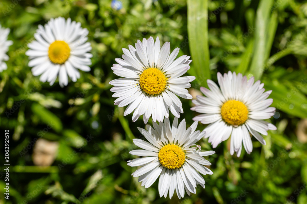 Fototapeta premium One white daisy flower isolated on white background. Flat lay, top view. Floral pattern, object