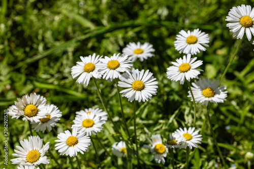 One white daisy flower isolated on white background. Flat lay, top view. Floral pattern, object