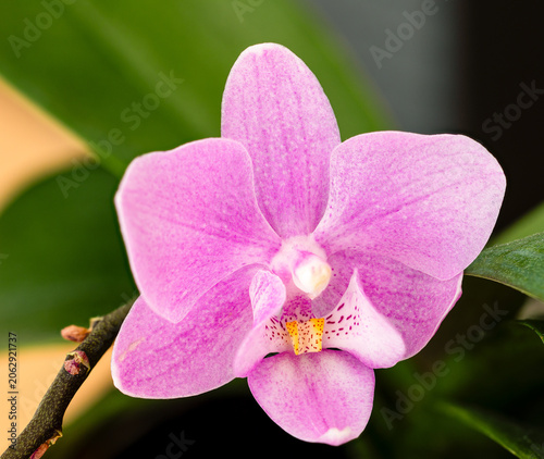 pink flowers orchid on a white background Stock Photo
