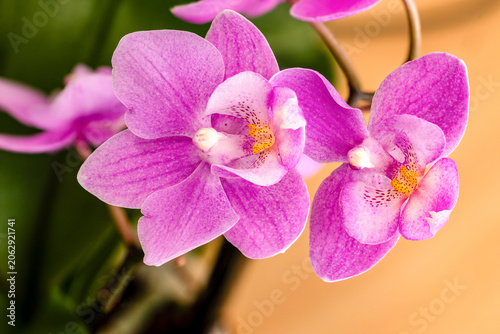 pink flowers orchid on a white background Stock Photo