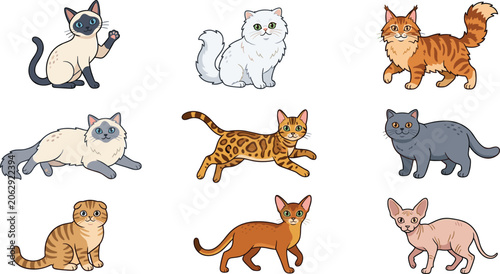 Foto Domestic Cat Breeds Collection Featuring Siamese Persian Maine Coon Bengal Briti