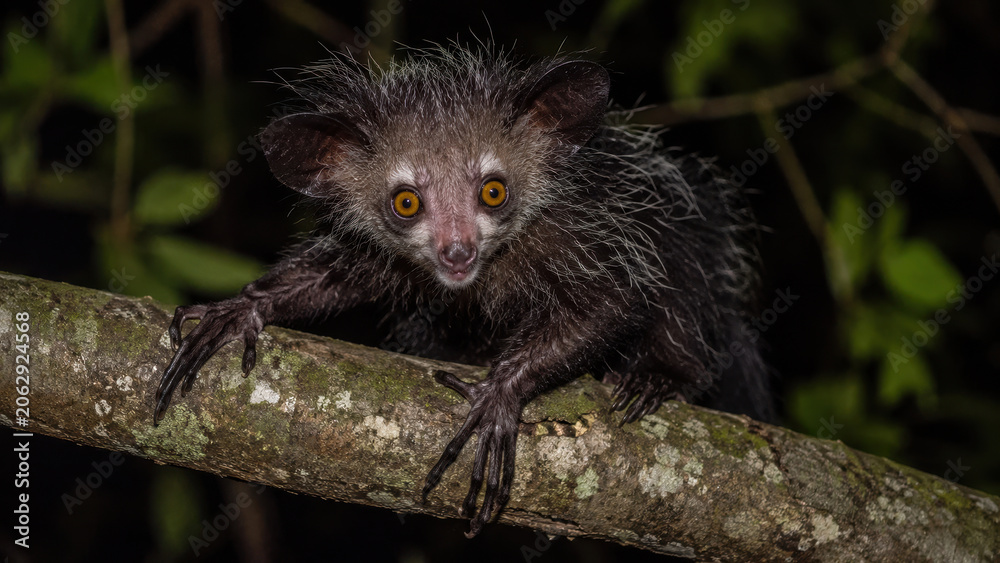 Fototapeta premium Nocturnal Aye-Aye Lemur Clinging to Rainforest Branch, Rare nocturnal wildlife, unusual evolutionary adaptation and threatened tropical biodiversity