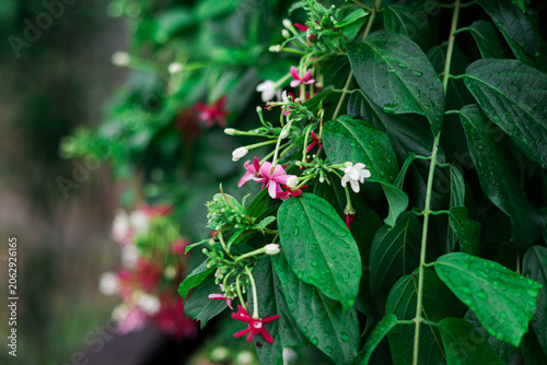 red, rose and white flowers. green summer background