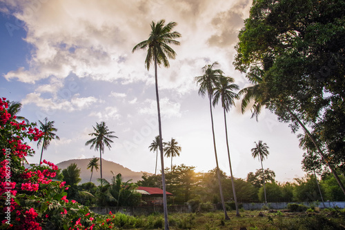 palm trees at sunset. Tropical landscape. Samui island