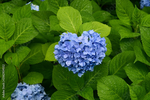 雨上がりの京都御池通 小さなハートの紫陽花