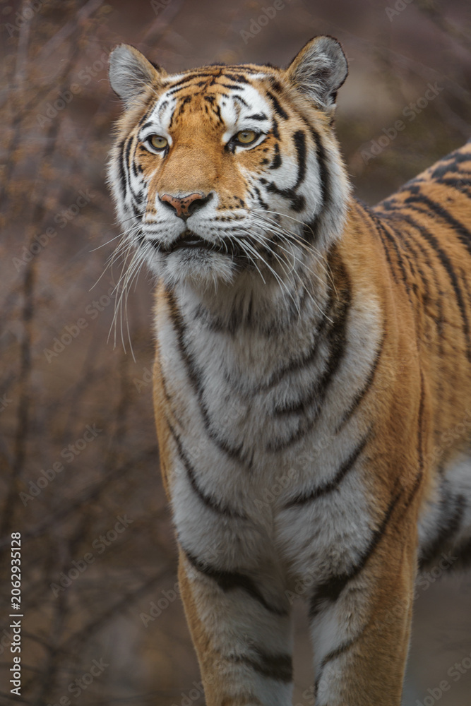 Obraz premium Siberian tiger