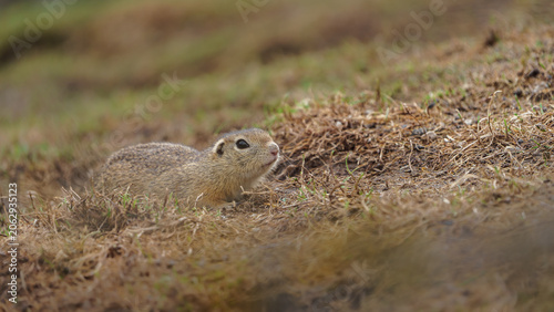 Foto European ground squirrel
