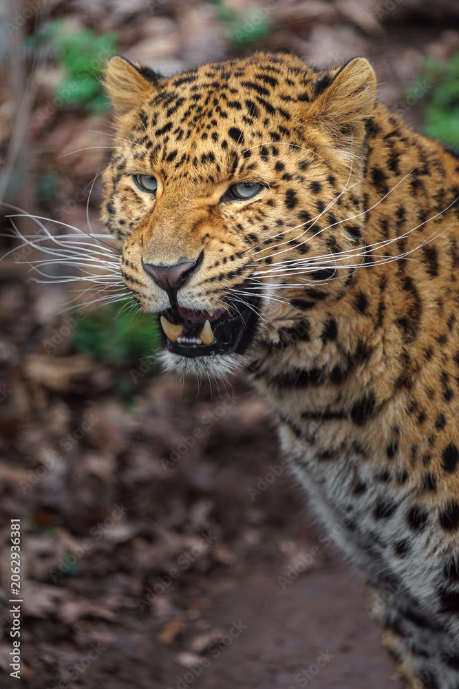 Fototapeta premium Amur leopard