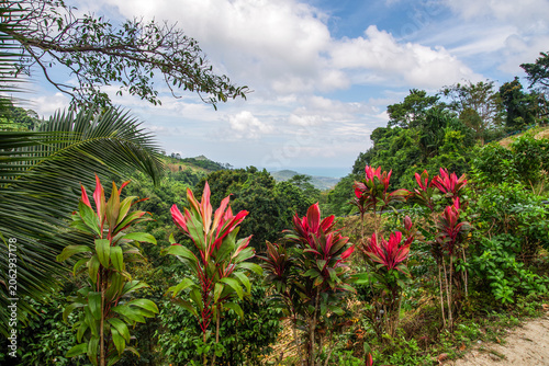 palm trees. Tropical landscape. Samui island