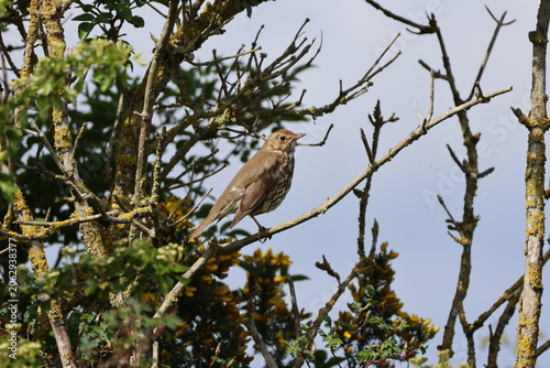 the song thrush (Turdus philomelos)