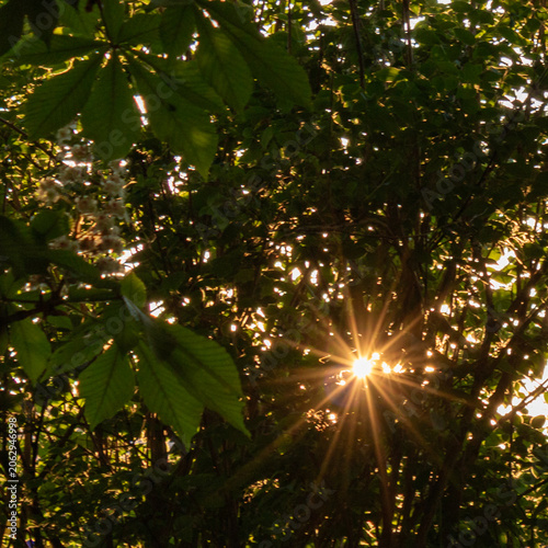 Sunburst shining through green leaves in a forest in Germany
