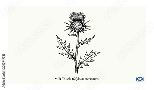 Milk Thistle Wild Flower Botanical Line Art Vector