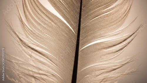 Bird feather macro detail showing intricate barbs.