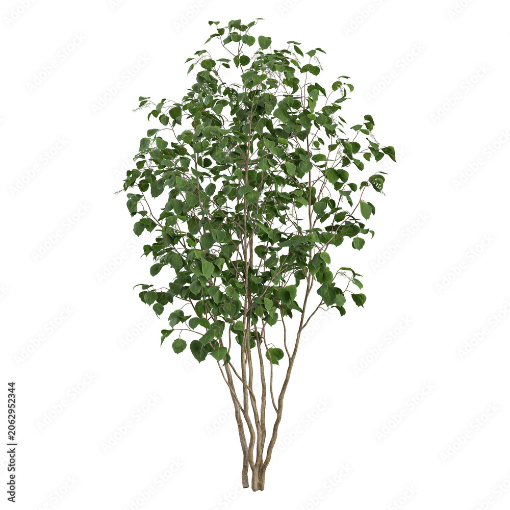 Fototapeta premium 3D rendering of Silver Birch plant on transparent background