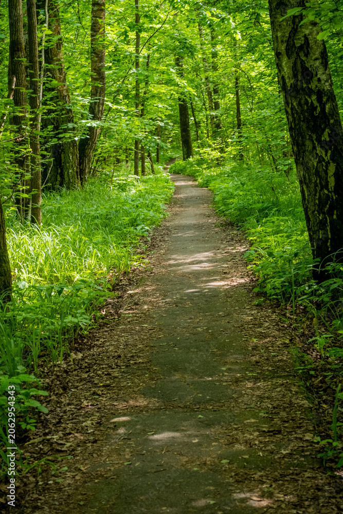 Fototapeta premium Path through a green forest with trees and grass visible on a sunny day in spring or summer time