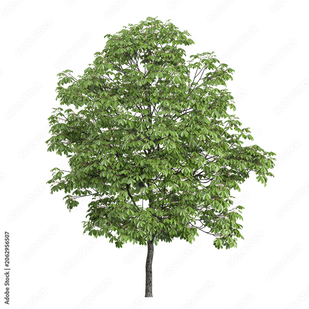 Fototapeta premium collection of Aesculus plant on transparent canvas