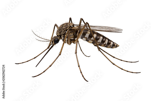 Mosquito insect close-up png transparent