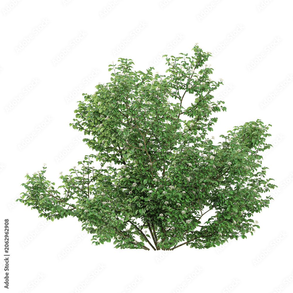 Fototapeta premium collection of dentatum tree with realistic style