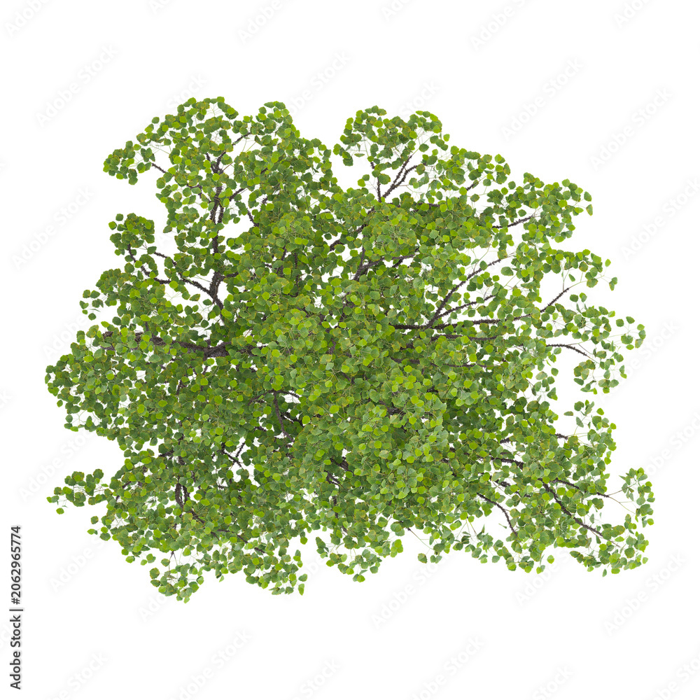 Fototapeta premium collection of European aspen plant on transparent canvas from the top view