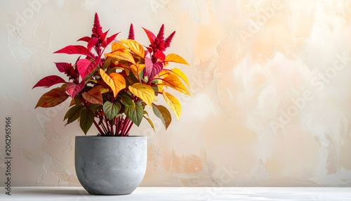 Vibrant Josephs coat plant amaranth with red and yellow leaves in concrete pot