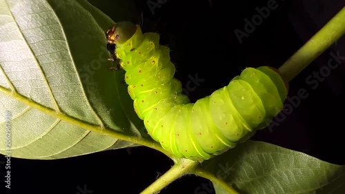 Large green Luna moth caterpillar crawling on a twig and eating leaves. Close-up macro wildlife shot. Detailed insect feeding behavior in nature