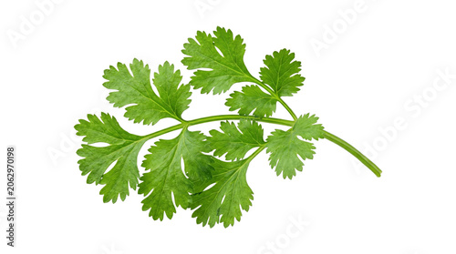Tablou pe pânză Single fresh green cilantro leaf sprig isolated on transparent background for culinary herb garnishing