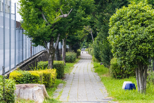 Tree lined pedestrian pathway in a green urban park
