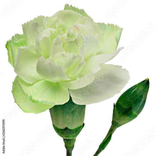 Fényképezés Delicate light green double carnation flower with an unopened bud on a stem