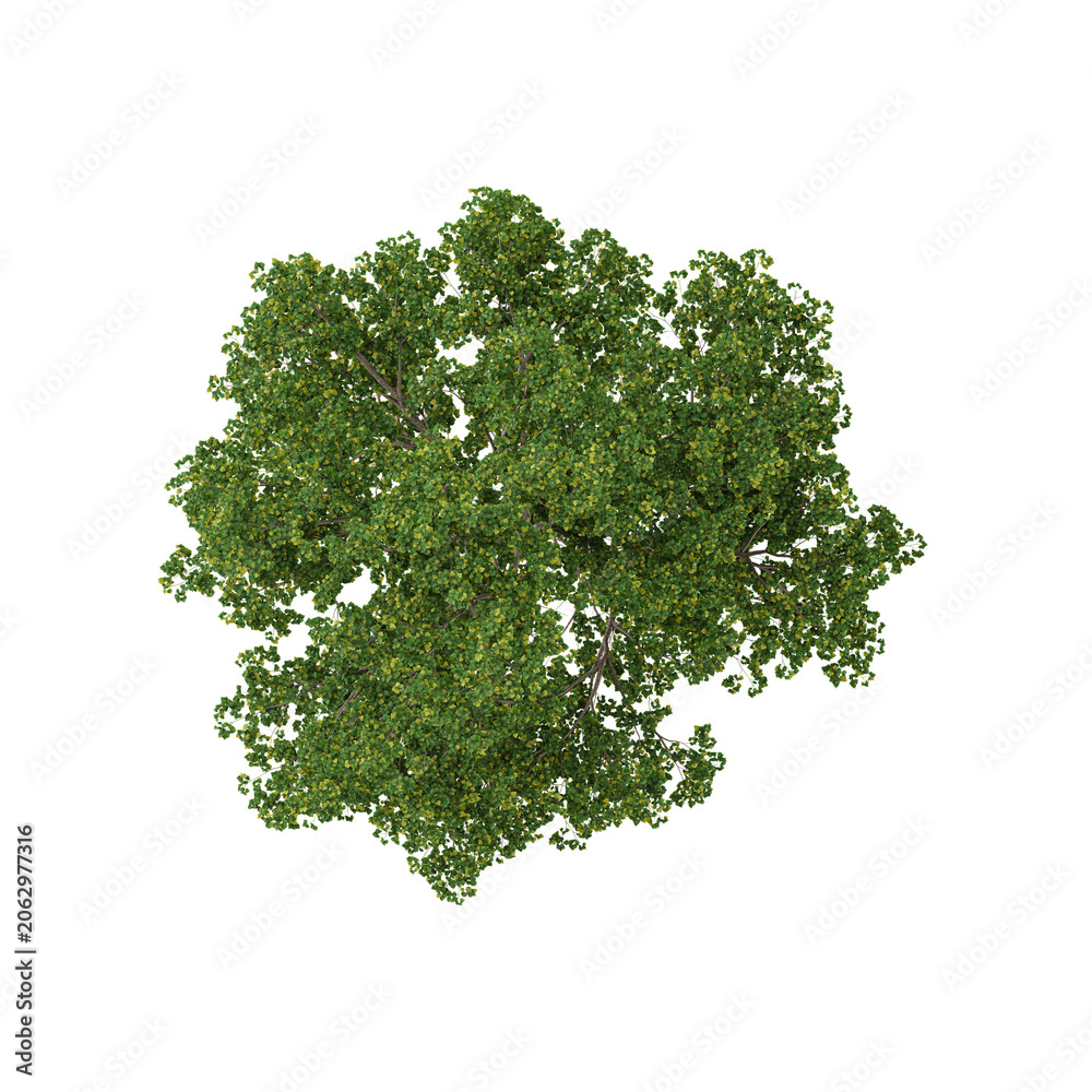 Fototapeta premium collection of populus tree with realistic style from the top view
