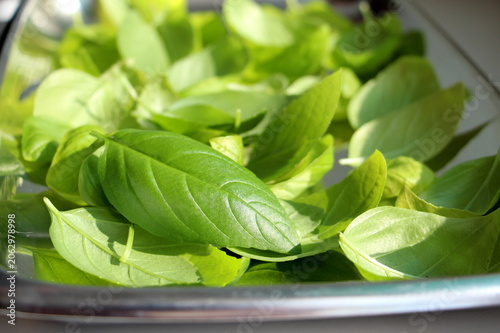 Fragrant fresh green basil leaves are dried in the sun