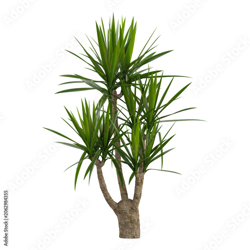 Bild auf Leinwand collection of Spineless yucca plant on transparent canvas