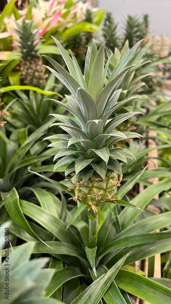 Obraz premium Junge Ananas Pflanze