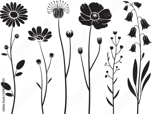 Set of isolated black silhouette wildflowers with daisies poppy bell flowers and botanical herbs on simple transparent backdrop.