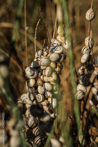 Escargots agrippés à une tige de fenouil au bord de la plage