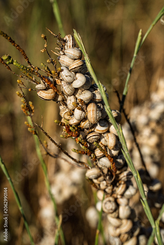 Escargots agrippés à une tige de fenouil au bord de la plage