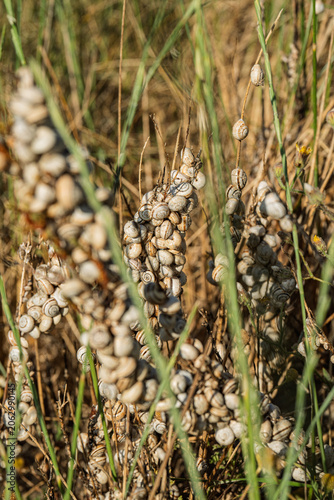Escargots agrippés à une tige de fenouil au bord de la plage