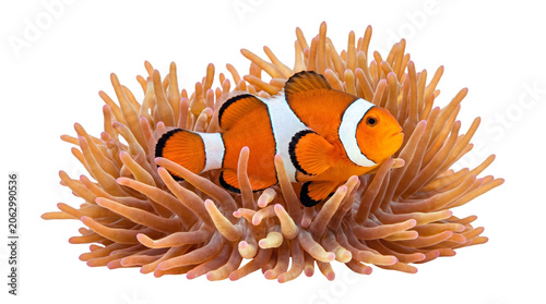 Photos Vibrant clownfish swimming among the stinging tentacles of an orange sea anemone in marine habitat