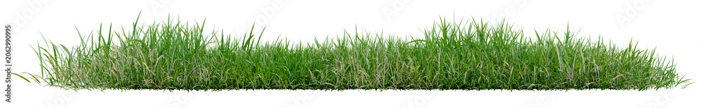 Obraz premium Isolated green grass row PNG transparent, 3d illustration rendering