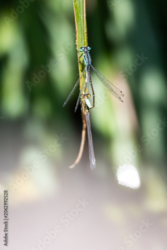 Canvastavla Two damselflies cling to a single river reed while resting in tandem
